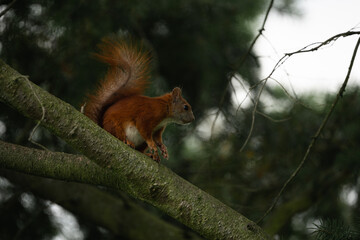 rotes Eichhörnchen im Garten auf Ast, Sammeln für Winterschlaf, Herbst