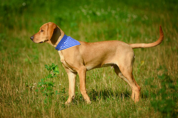 Yellow labrador retriever with blue scarf on meadow