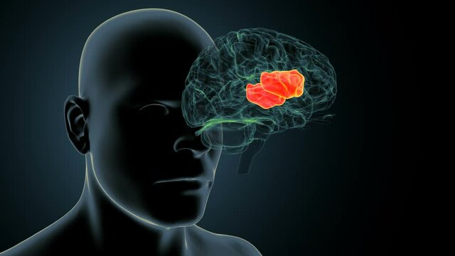 3d render of human body brain inner parts anatomy