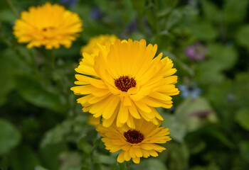 Beautiful yellow Flowers blossom in the garden 