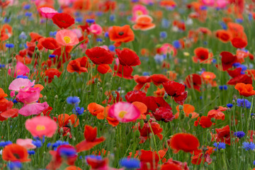 agriculture, american legion, armed forces, background, beautiful, beauty, bloom, blossom, close up, corn poppy, detail, environment, field, fields of poppies, flower, fresh, garden, grass, green, idy