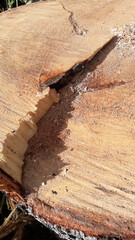 The shadow of the cut tree 1