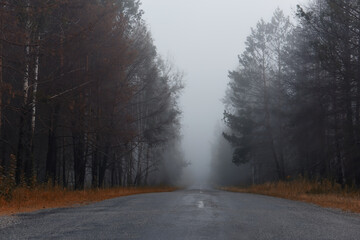 Fototapeta na wymiar Deserted road among the forest in fog in autumn.
