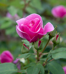 Rose Lucky blossom in the garden