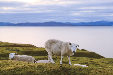 Naklejka premium Sheep by the sea in winter, Kalnakill, Scottish highlands
