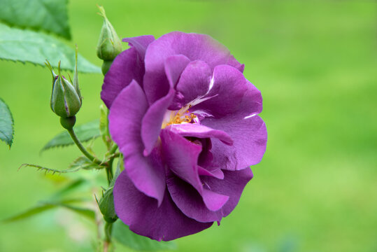 Rose rhapsody in blue blossom in the garden