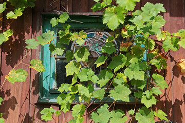 Weinblätter am Fenster