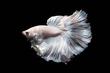 Betta fish,Siamese fighting fish in movement isolated on black background.