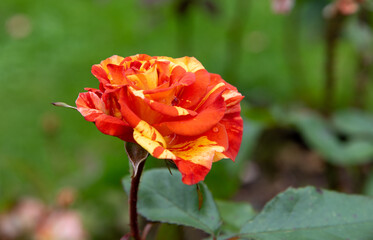 Pretty rose flower oranges and lemon Macoranlem