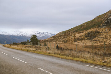 Deer by the road, Scottish highlands