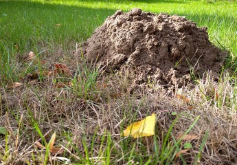 yellow flower in the grass