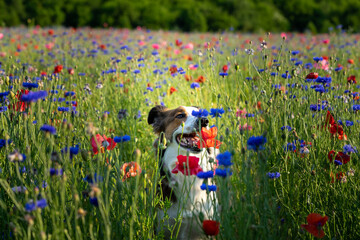 Red and pink poppies with blue cornflower planted in a field for remembrance and for PTSD, suicide awareness, salute to military and fallen heroes. Selective focus, bokeh. English Shepherd service dog