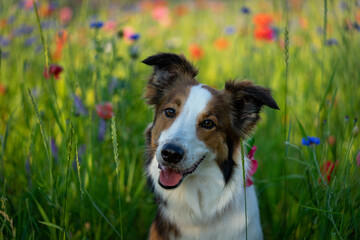 Red and pink poppies with blue cornflower planted in a field for remembrance and for PTSD, suicide awareness, salute to military and fallen heroes. Selective focus, bokeh. English Shepherd service dog