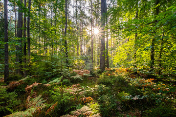 Słoneczny jesienny poranek w lesie, przekwitające paprocie między drzewami