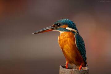 Common Kingfisher/ Small Blue kingfisher.