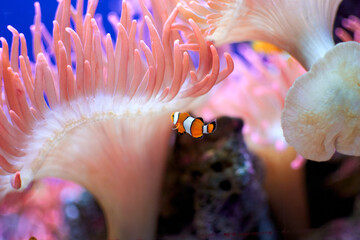 Close up of an clownfish and pink anemone fish 
