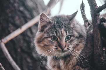 Beautiful cat is sitting on tree in beautiful autumn garden