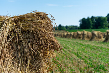Amish / mennonite wheat / barley bails of straw waiting to be thrashed.  Marco and close up photographs.  Holmes County Ohio.  Mid summer harvest of winter wheat.  Selective focus/ bokeh 