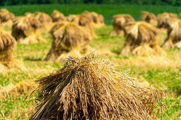 Amish / mennonite wheat / barley bails of straw waiting to be thrashed.  Marco and close up photographs.  Holmes County Ohio.  Mid summer harvest of winter wheat.  Selective focus/ bokeh 