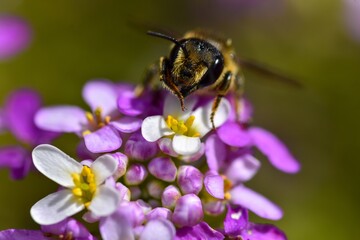 Abeille sur une fleur