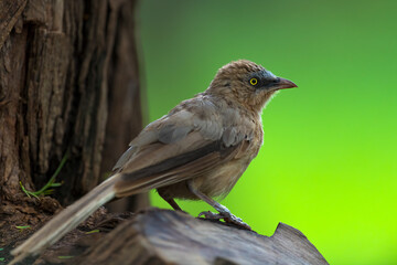 A beautiful Indian bird perched