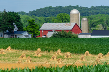 Red Barn in front of Amish / mennonite wheat / barley bails of straw waiting to be thrashed.  Marco...
