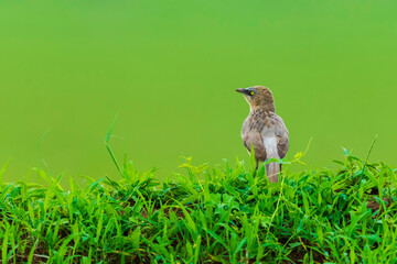A beautiful Indian bird perched