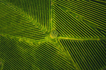Top view of a vineyard in Summer. Aerial drone shot in Styria, Austria.