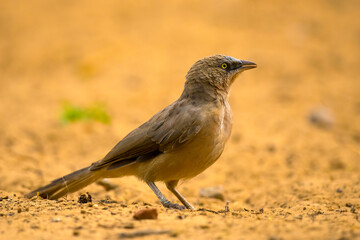 A beautiful Indian bird perched