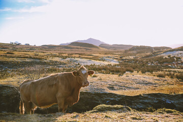 Cows in the morning pasture, Skye, Scottish highlands