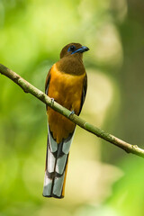 A beautiful Indian bird perched