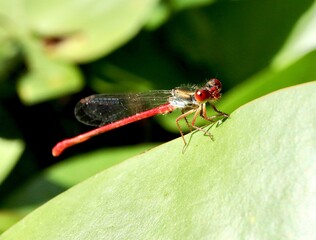 Close up of a red damselfly on a green leaf