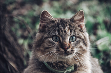 Beautiful cat's with green eyes portrait close up in autumn garden
