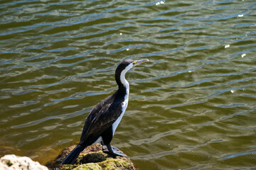 Little pied cormorant standing on a rock near water