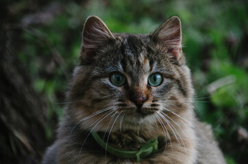 Obraz premium Beautiful cat's with green eyes portrait close up on natural background in autumn garden