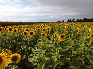 Obraz premium field of sunflowers