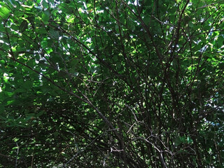 Green dense crown of a tree in autumn. Ukraine. Cityscape                              