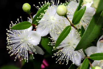 Macro photo flowers of myrtle or Myrtus communis close-up on a dark background.