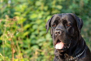 Portrait of black young Cane Corso female dog with blurred nature background. Selective focus.