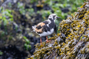 A Ruddy Turnstone