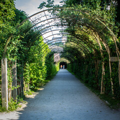 Archway in a park/ tunnel of leave, Salzburg, Austria