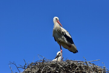 Storch im Nest, Mutter und Kind