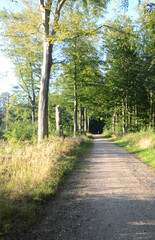 Forest logging road flanked by large trees, a blue jogger can be seen at the end of the road..
