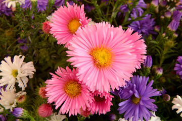 Fototapeta premium Blumen 1228
