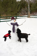 Two black poodles looking at a snowman in their yard.