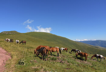 Fototapeta premium Semi-wild horses on Stara Planina(Old mountain). Horses on mountain. Old mountain in Eastern Serbia.