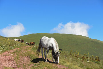 Semi-wild horses on Stara Planina(Old mountain). Horses on mountain.  Old mountain in Eastern Serbia.