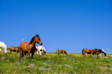 Semi-wild horses on Stara Planina(Old mountain). Horses on mountain.  Old mountain in Eastern Serbia.