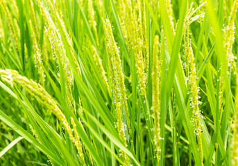 Plakat 稲の花　稲　イネ　お米の花
