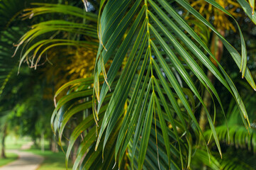 Beautiful Palm tree leaves close up in tropical garden. Exotic Palms Beach Resort Grounds.